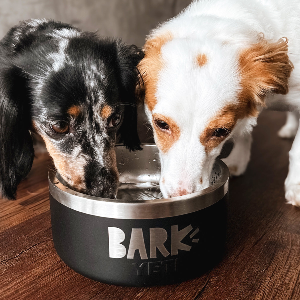 BarkBox + Free Yeti Bowl: 12 Month Subscription