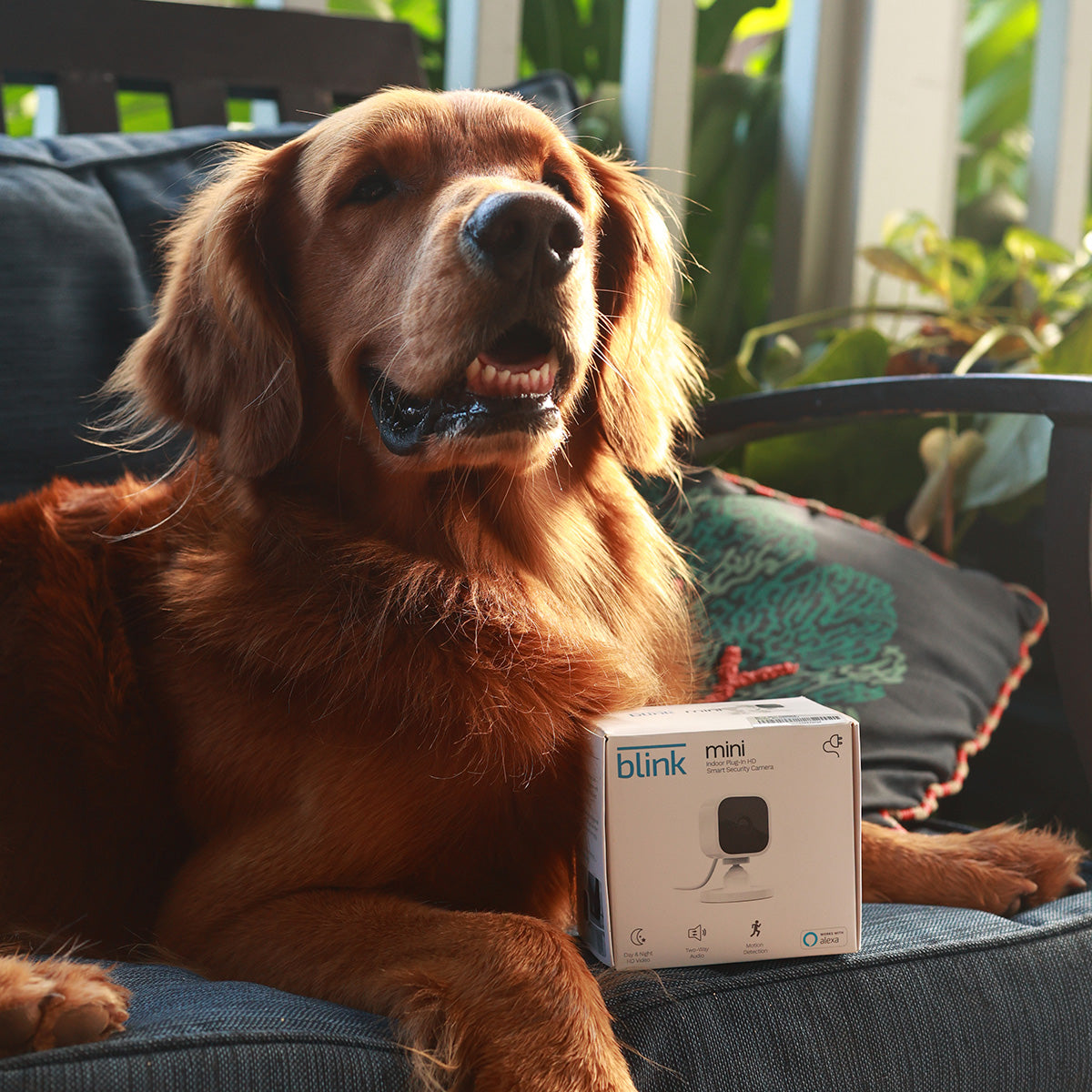 BarkBox + Free Blink Camera: 12 Month Subscription