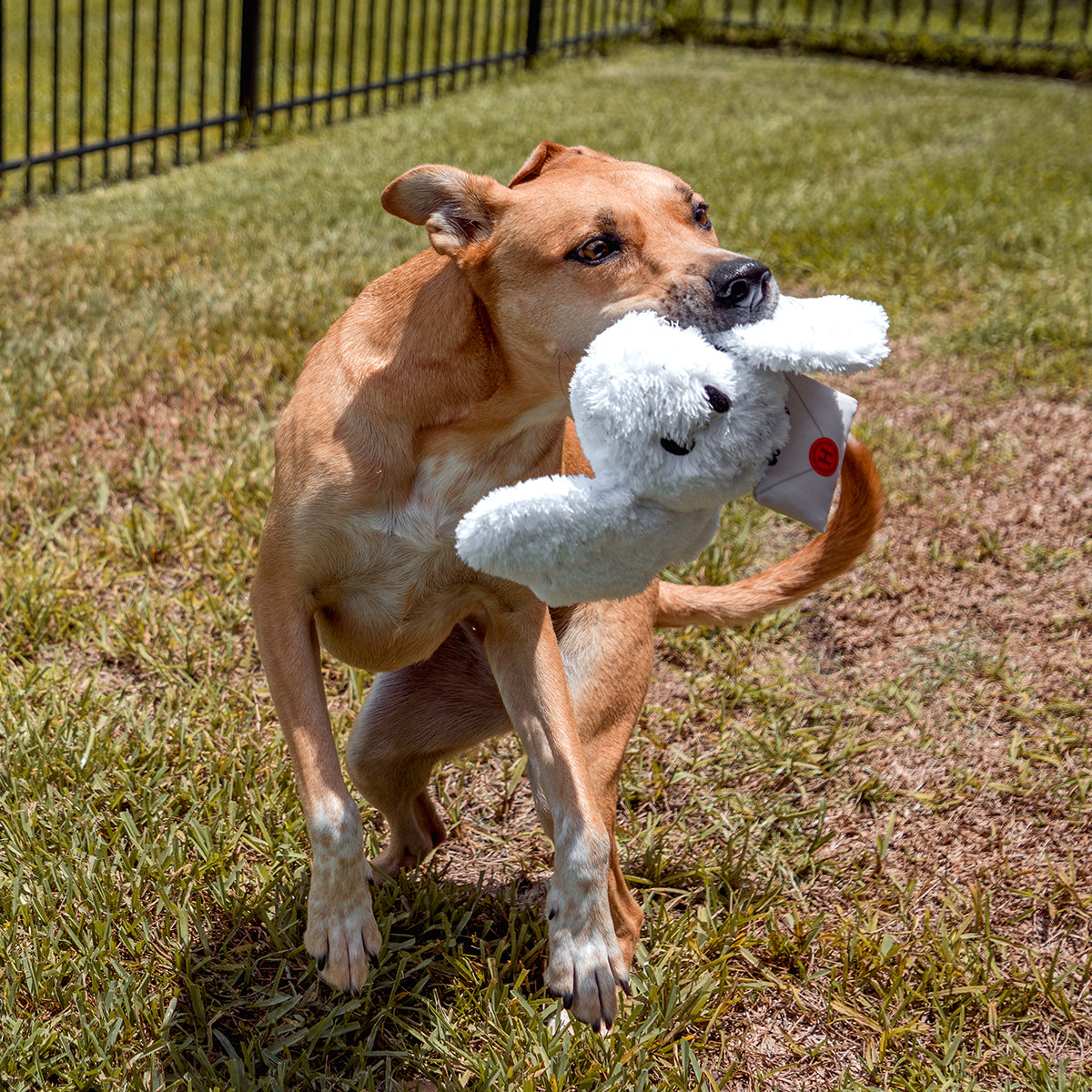 BarkBox + Harry Potter (1 Free Extra Toy): 6 Month Subscription