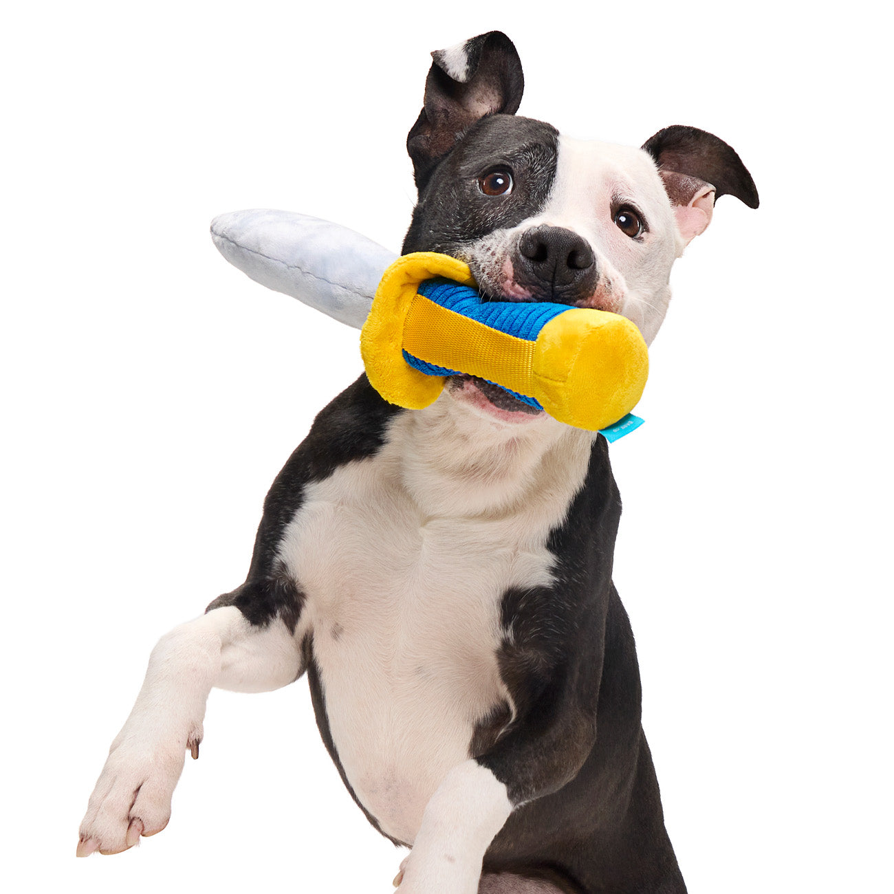 BarkBox + Free Dog Bed: 12 Month Subscription