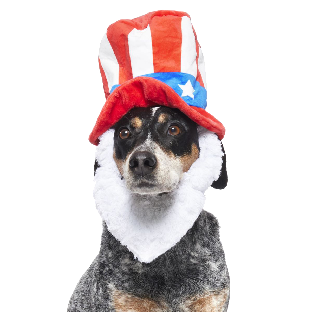 Dog Bless America Plush Wearable Tug Dog Toy