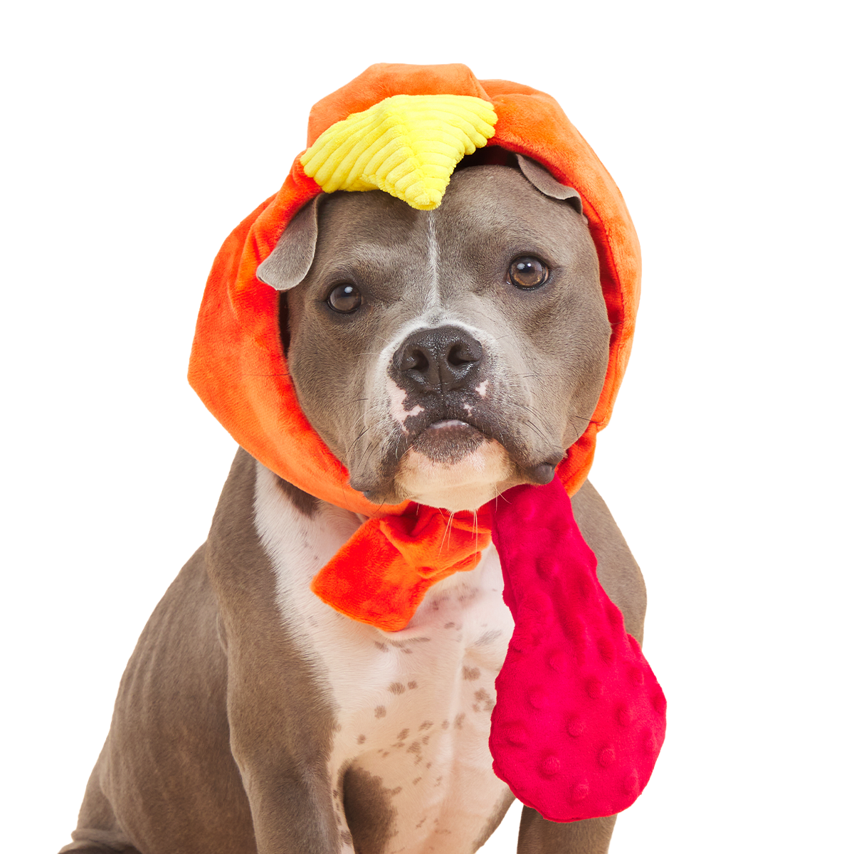 Gobble Head Plush Wearable + Tug Dog Toy
