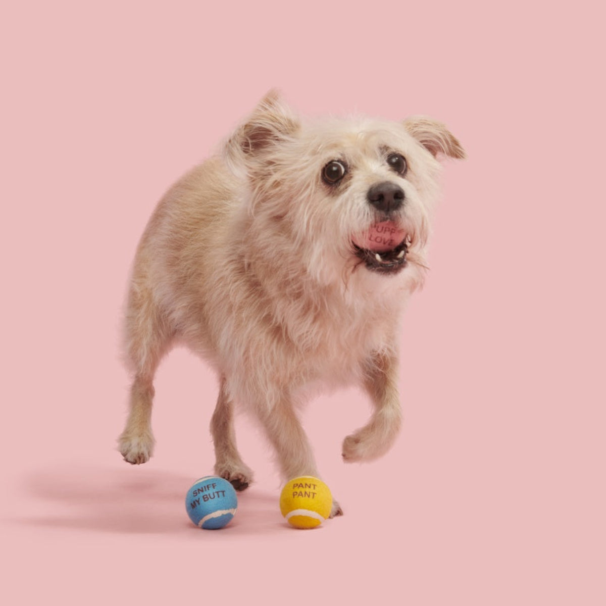 TennisBallClub#Size_S