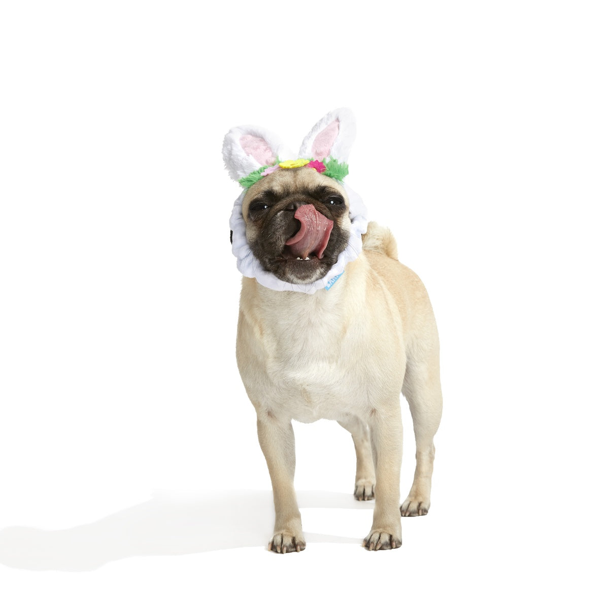 Hare Club Plush Wearable Dog Toy