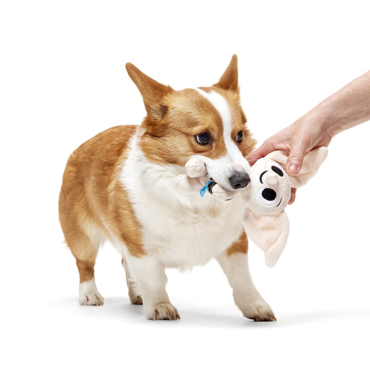 corgi playing with dobby dog toy
