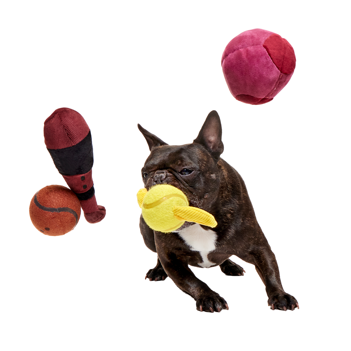 Quidditch™ Equipment Pack Plush Multi-Part + Fetch Dog Toy