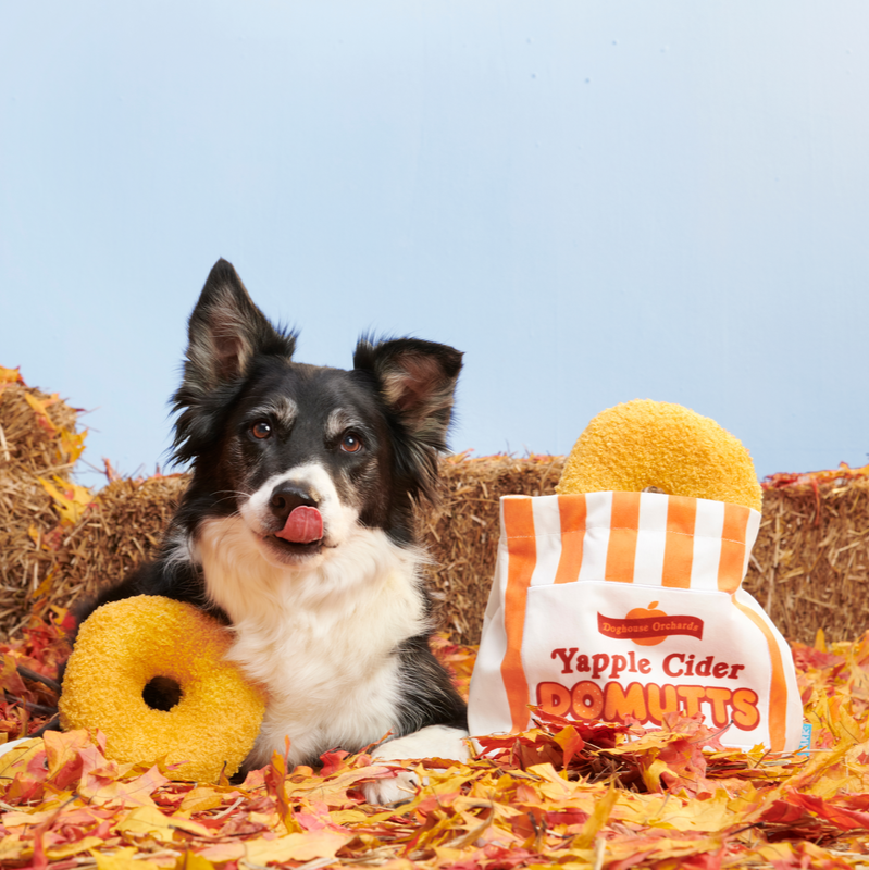 Yapple Cider Domutts
