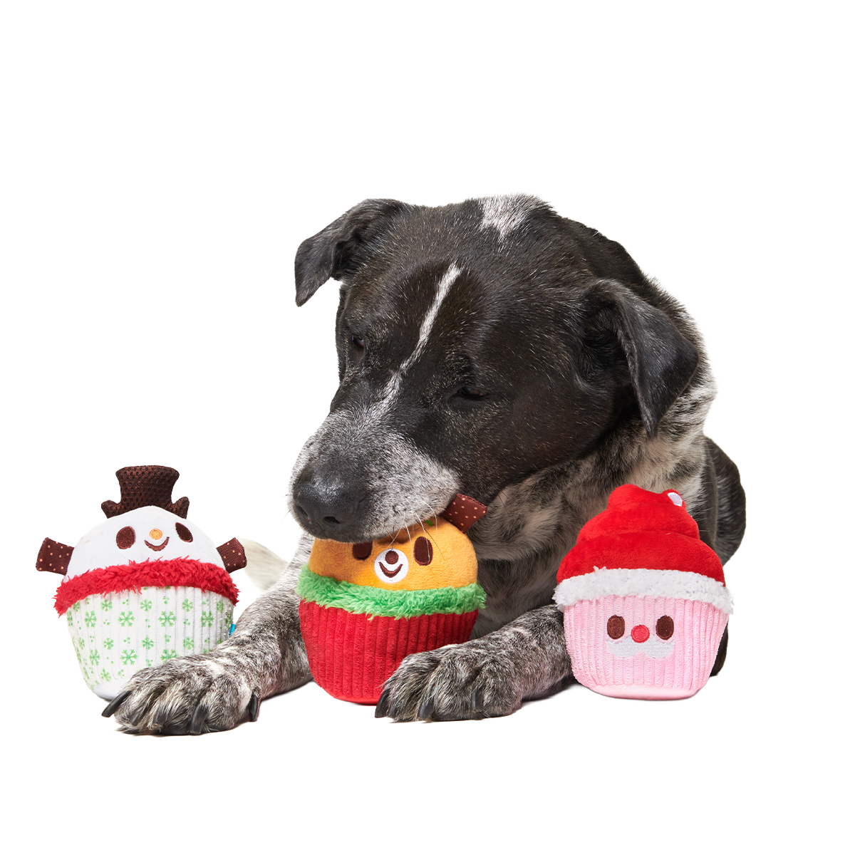 Merry Cupcakes Plush Multi-Part Dog Toy