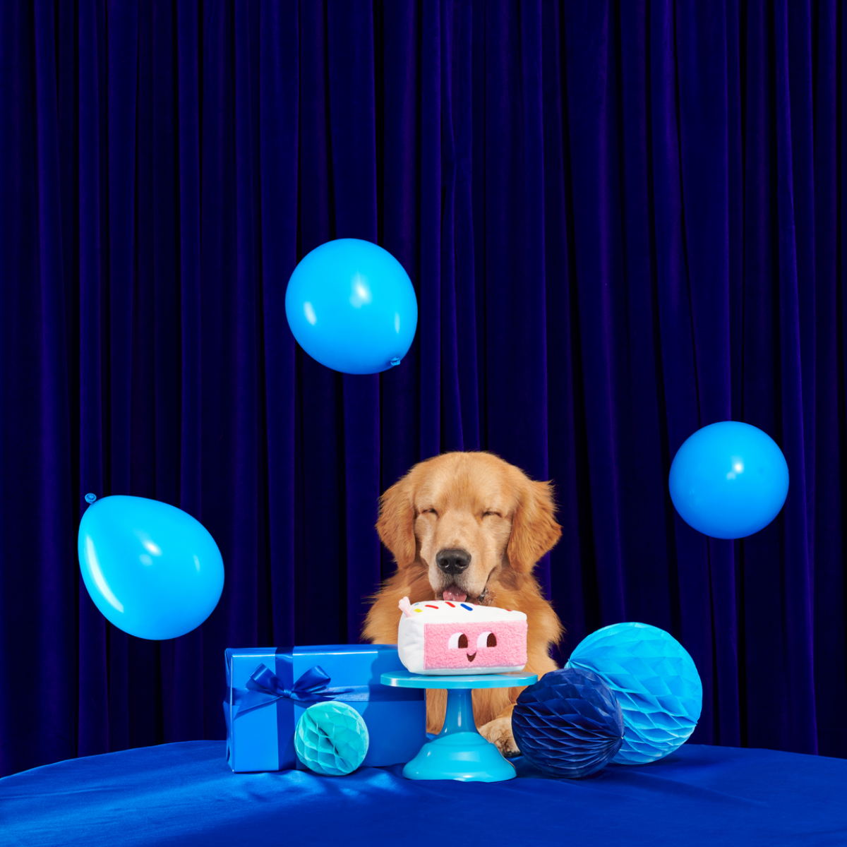 Birthday Kate Plush Tug Dog Toy