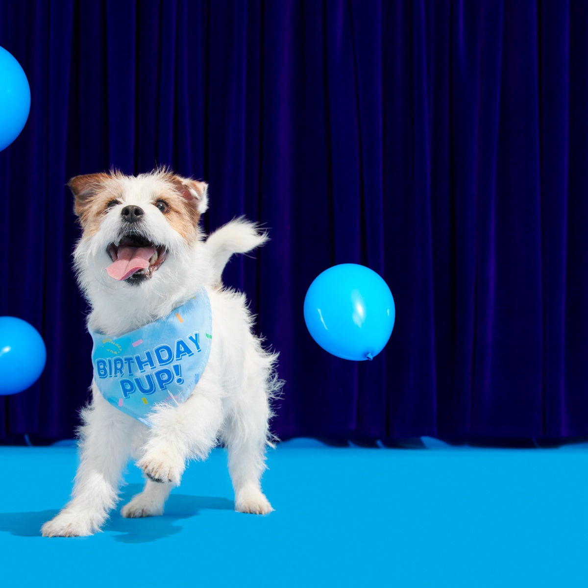 BOX-ATB_BIRTHDAY-BANDANA_211454_XS-S_2361_cropped#Size_S/M