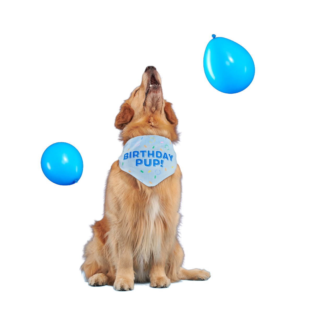 BOX-ATB_BIRTHDAY-BANDANA_211455_M-L_2773_cropped#Size_M/L