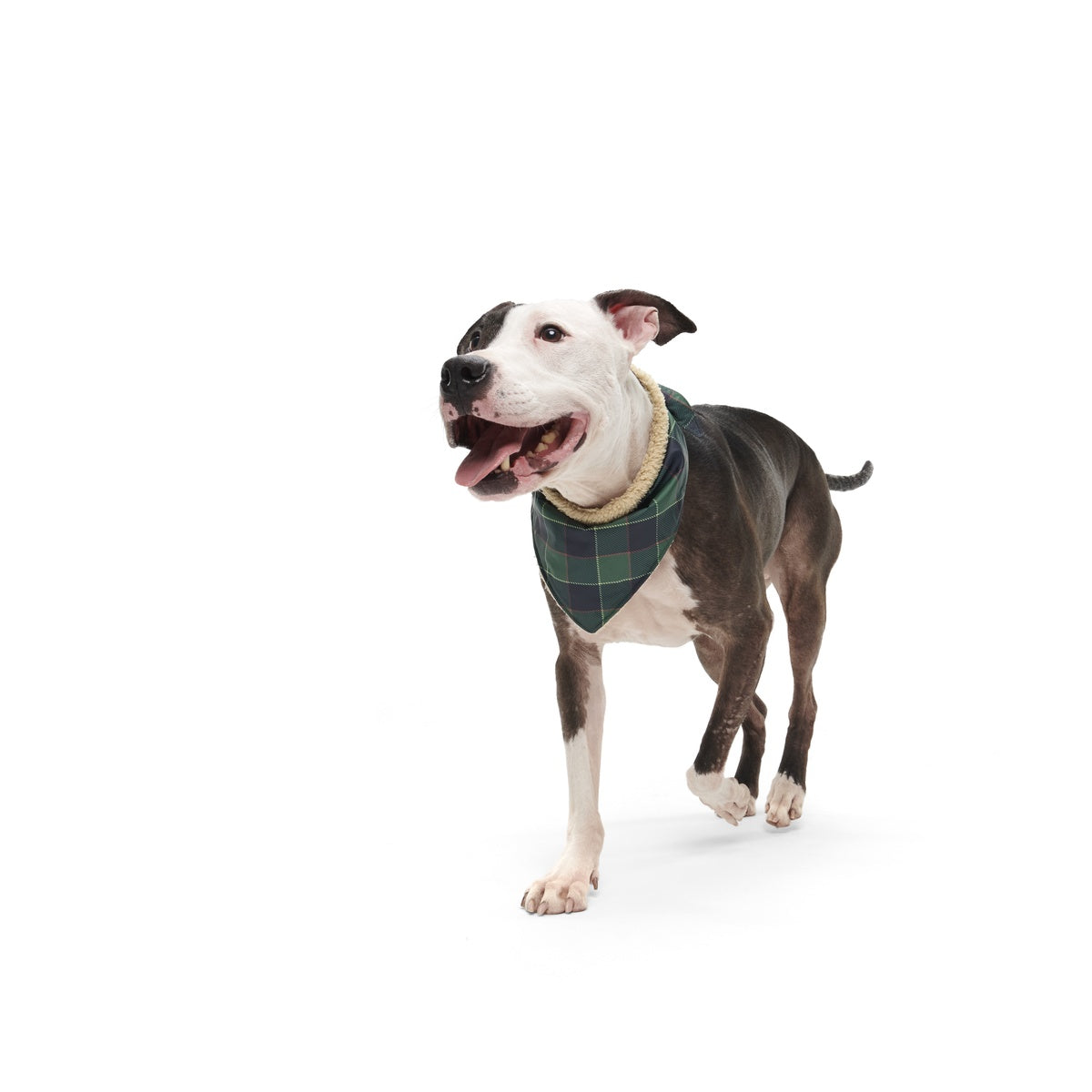 BOX-ATB_PLAID-SEASON-BANDANA-M-L_215037_1760_cropped#Color_Green