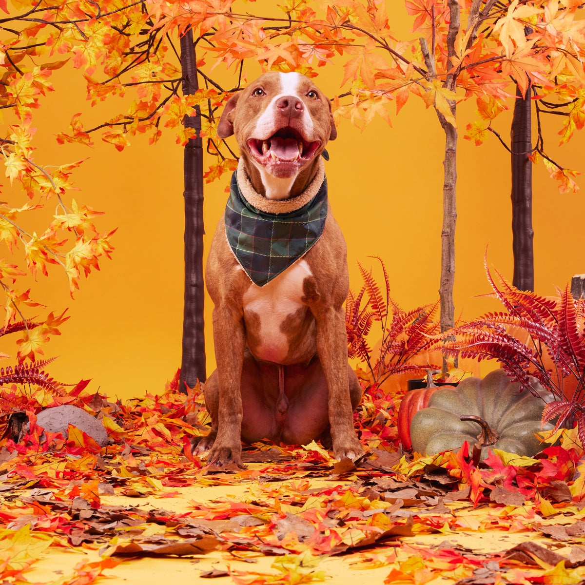 BOX-ATB_PLAID-SEASON-BANDANA-M-L_215037_2656_GROOT_cropped#Size_M/L