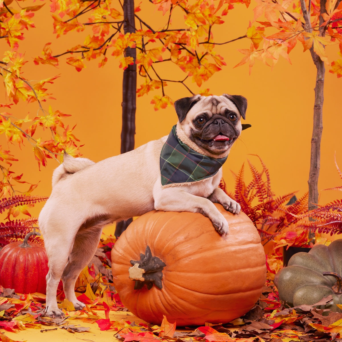 BOX-ATB_PLAID-SEASON-BANDANA-XS-S_215046_1948_PETUNIA_cropped#Size_S/M