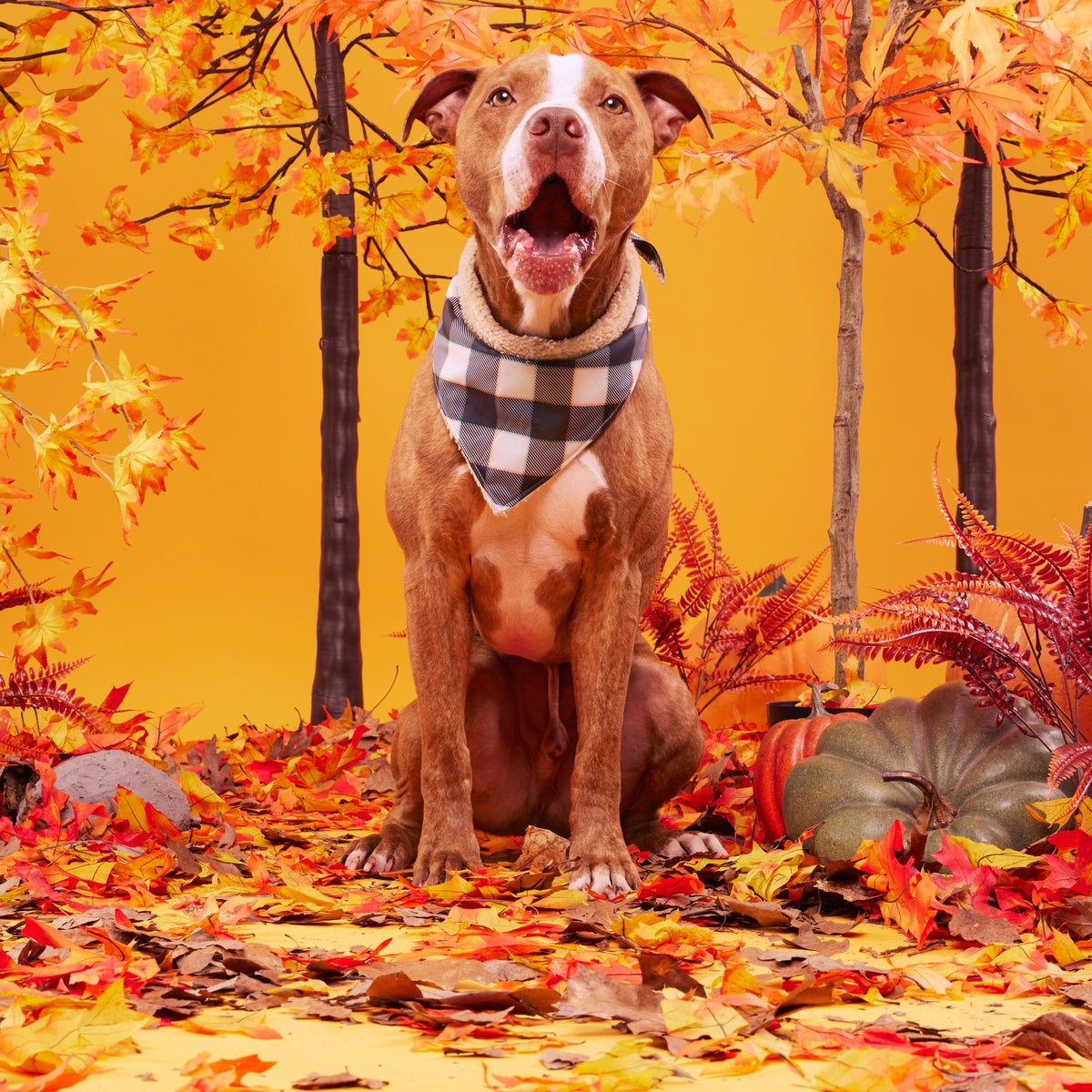 Plaid To The Bone Bandana