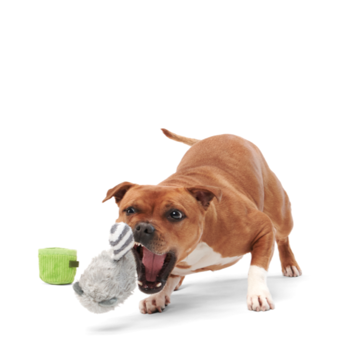 Rickie Racoon the Trash Tycoon