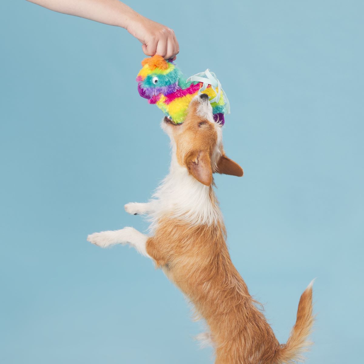 Full o' Fluff Pinata Plush Tug Dog Toy