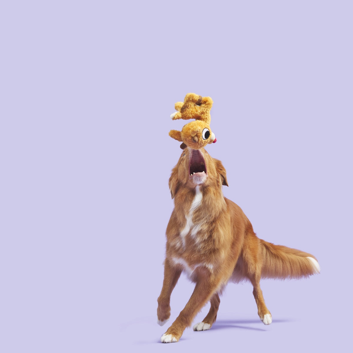 Rudolph the Red-Nosed Reindeer®