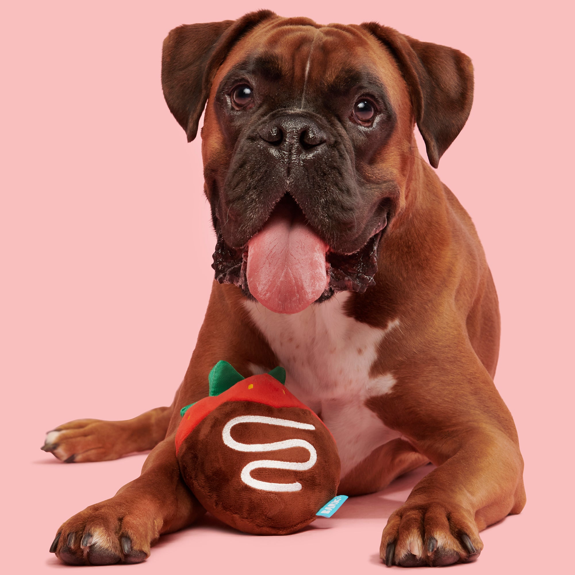 Chocolate Slobber Strawberry