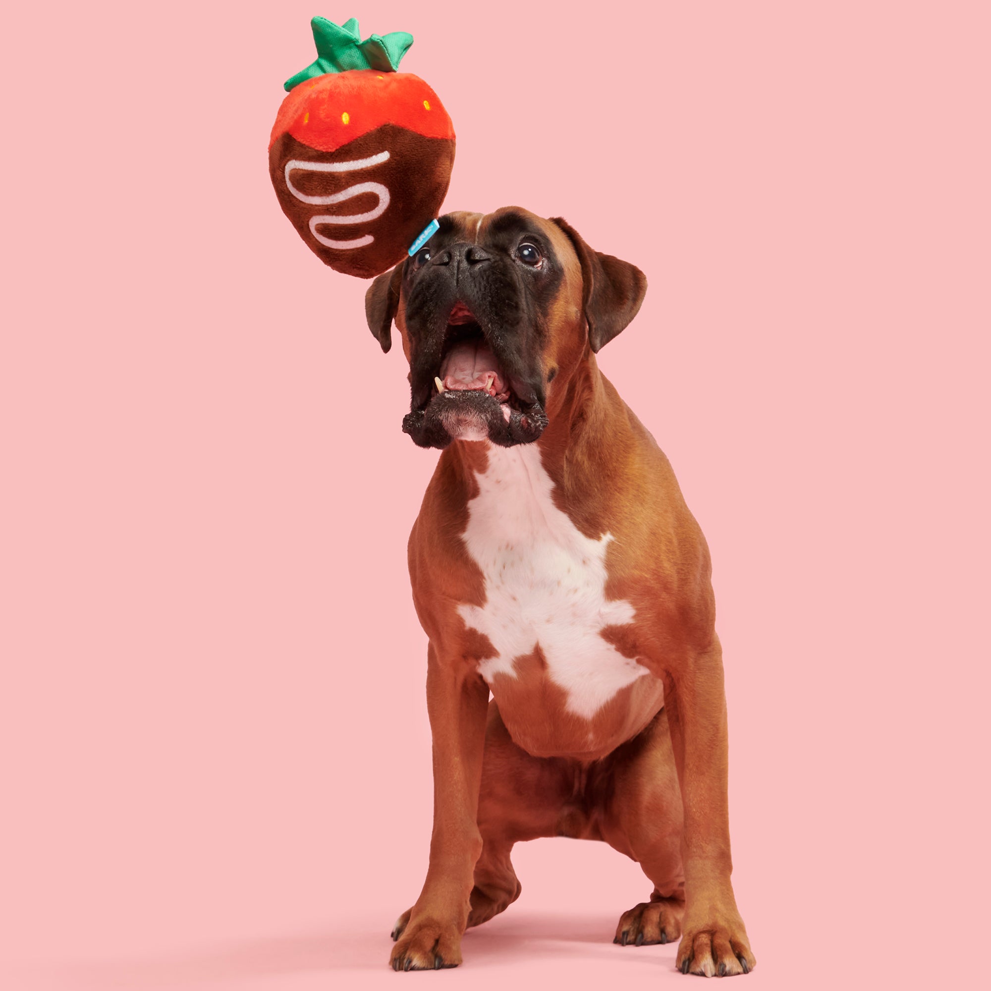 Chocolate Slobber Strawberry