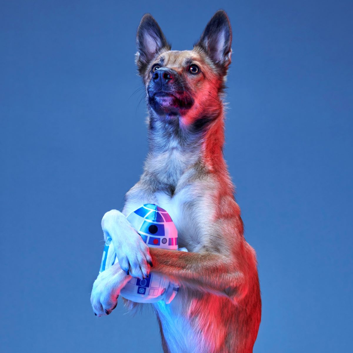 BOX_211971_THE-DROID-YOURE-LOOKING-FOR-M-L_0393_2_cf0a0ed5-ff68-415b-9f6f-5811a914b3f5#Size_M/L