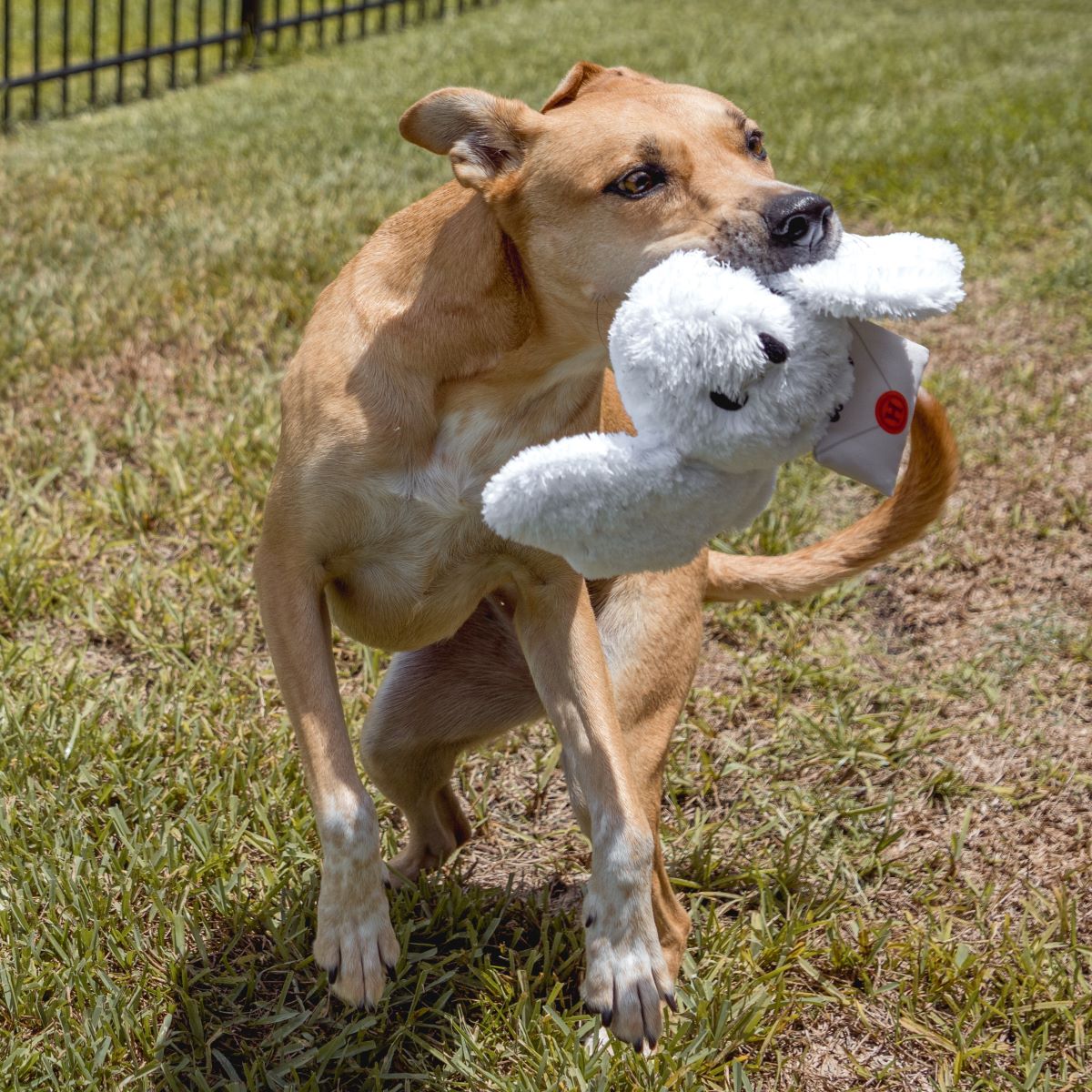 Hedwig™ Plush Tug Dog Toy
