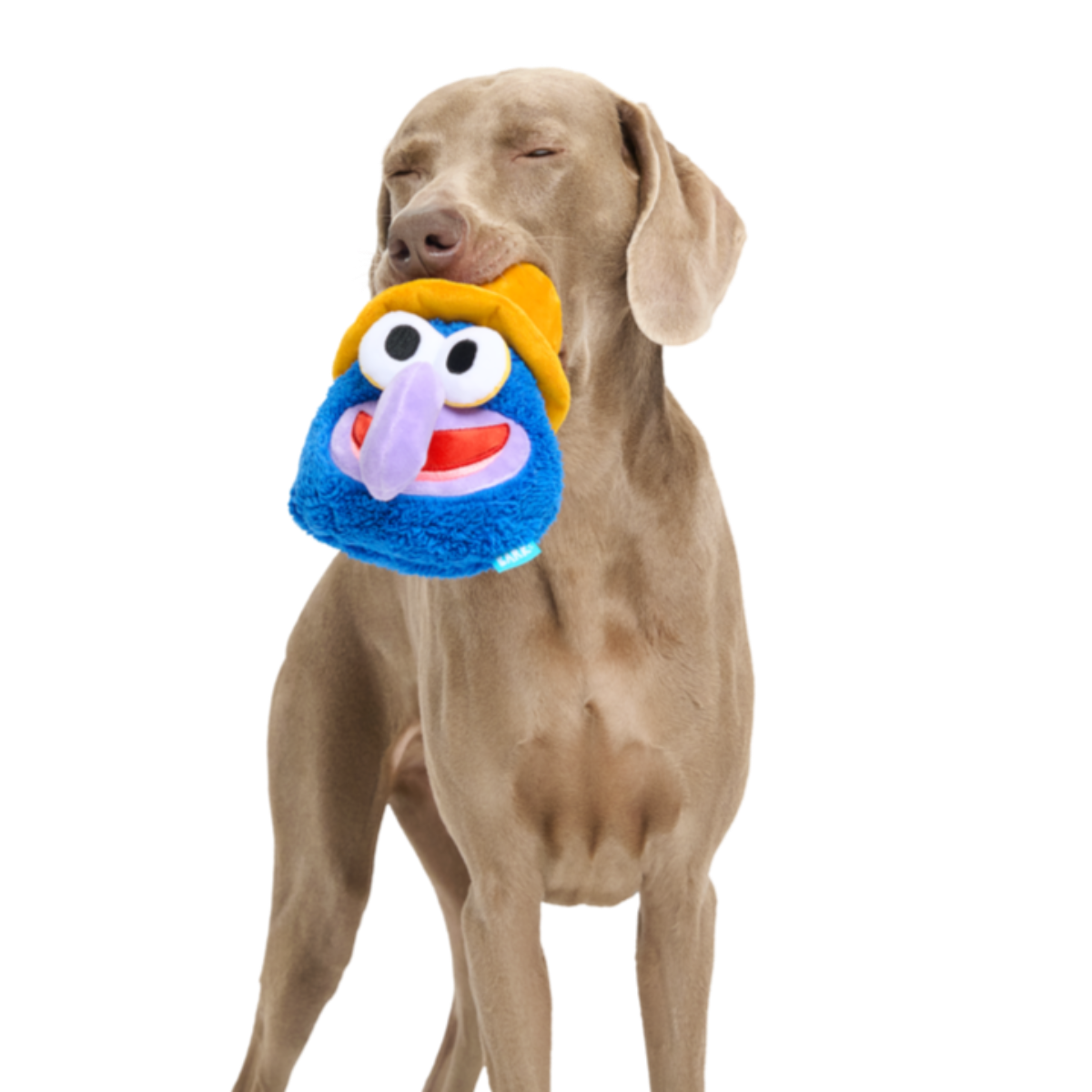 Going, Going, Gonzo Plush Dog Toy