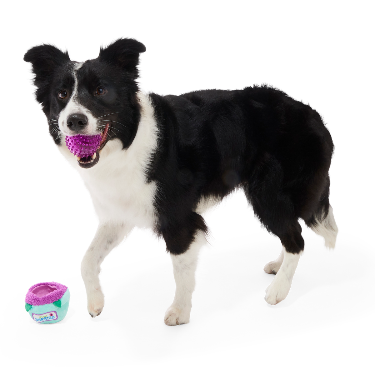 Blueberry Thrill Plush Multi-Part + Fetch + Enrichment Dog Toy