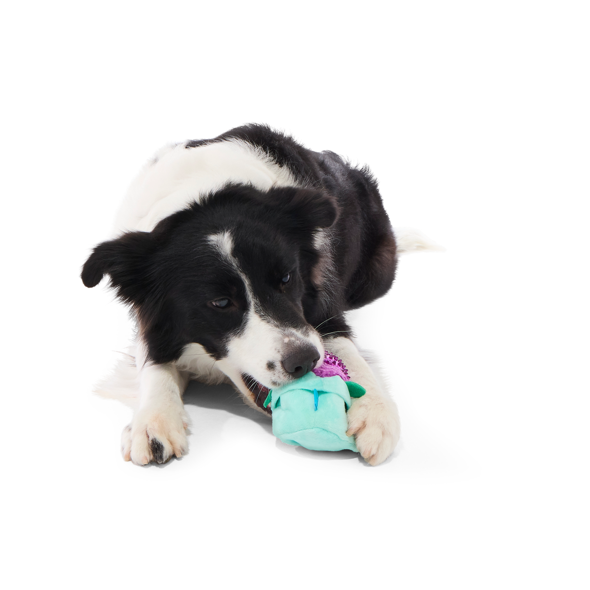 Blueberry Thrill Plush Multi-Part + Fetch + Enrichment Dog Toy