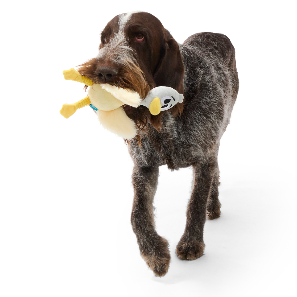 Lucy Goosey Plush Tug Dog Toy