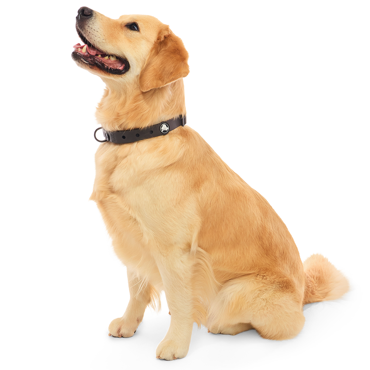 Crocs™ for Dogs Collar#Color_Espresso