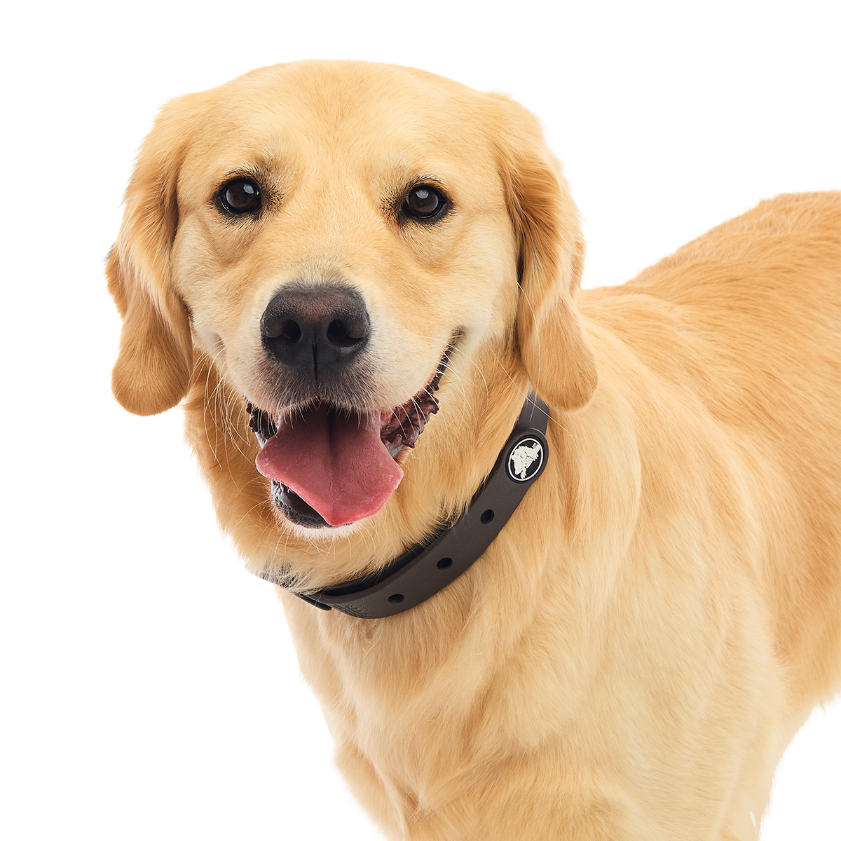 Crocs™ for Dogs Collar#Color_Espresso