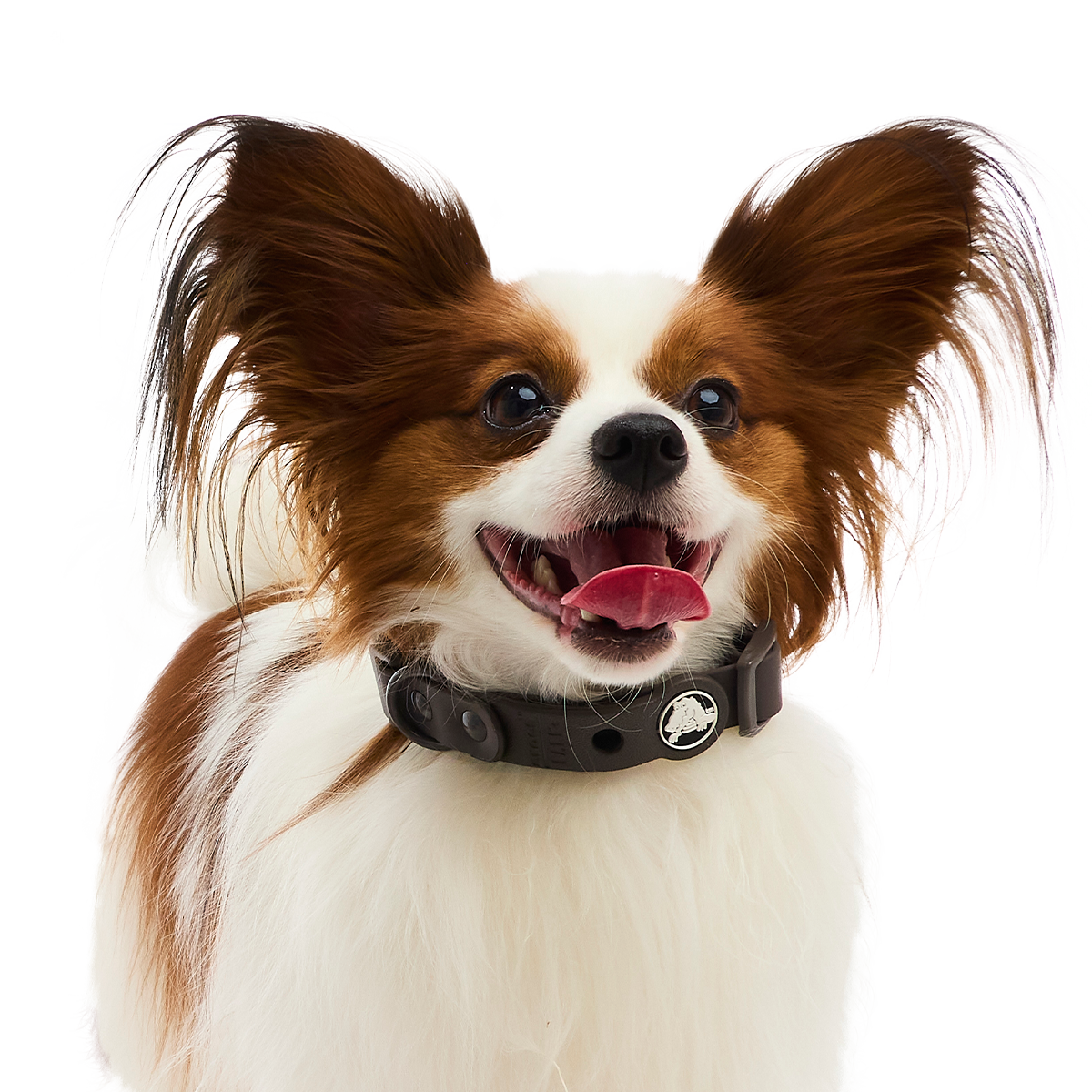 Crocs™ for Dogs Collar#Color_Espresso