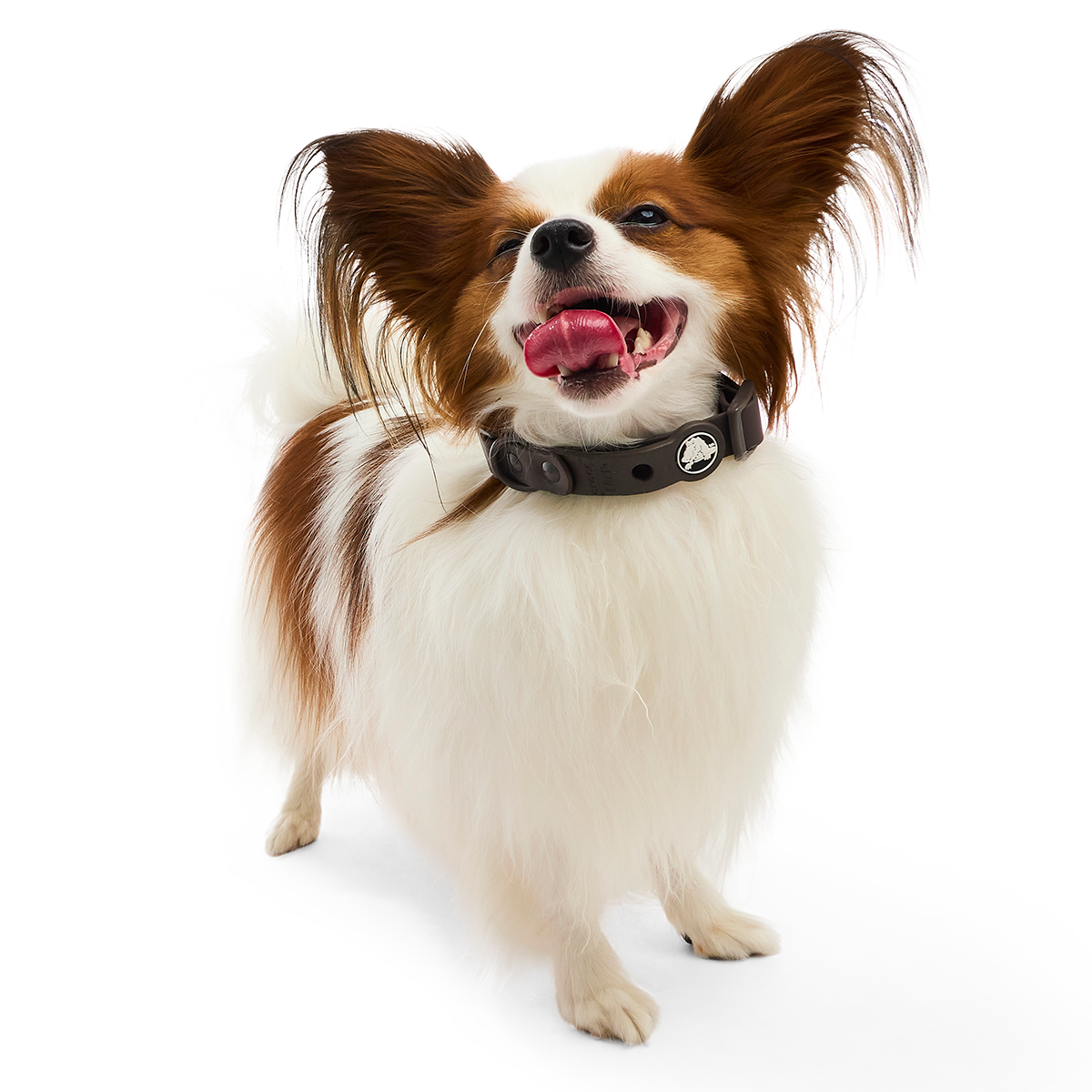 Crocs™ for Dogs Collar#Color_Espresso
