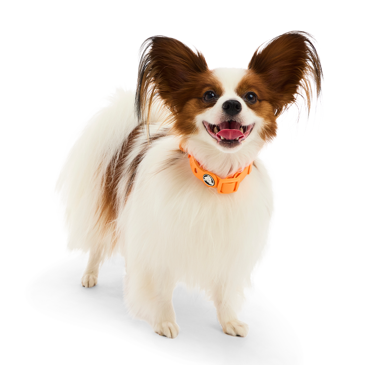 Crocs™ for Dogs Collar#Color_Orange-Zing