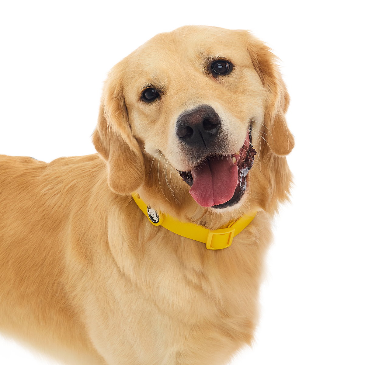 Crocs™ for Dogs Collar#Color_Sunflower