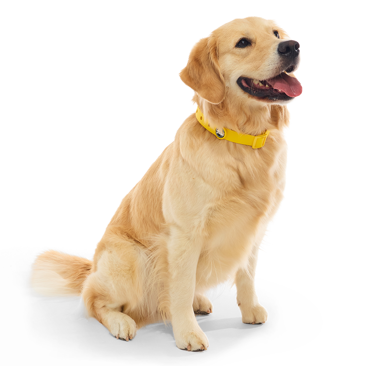 Crocs™ for Dogs Collar#Color_Sunflower