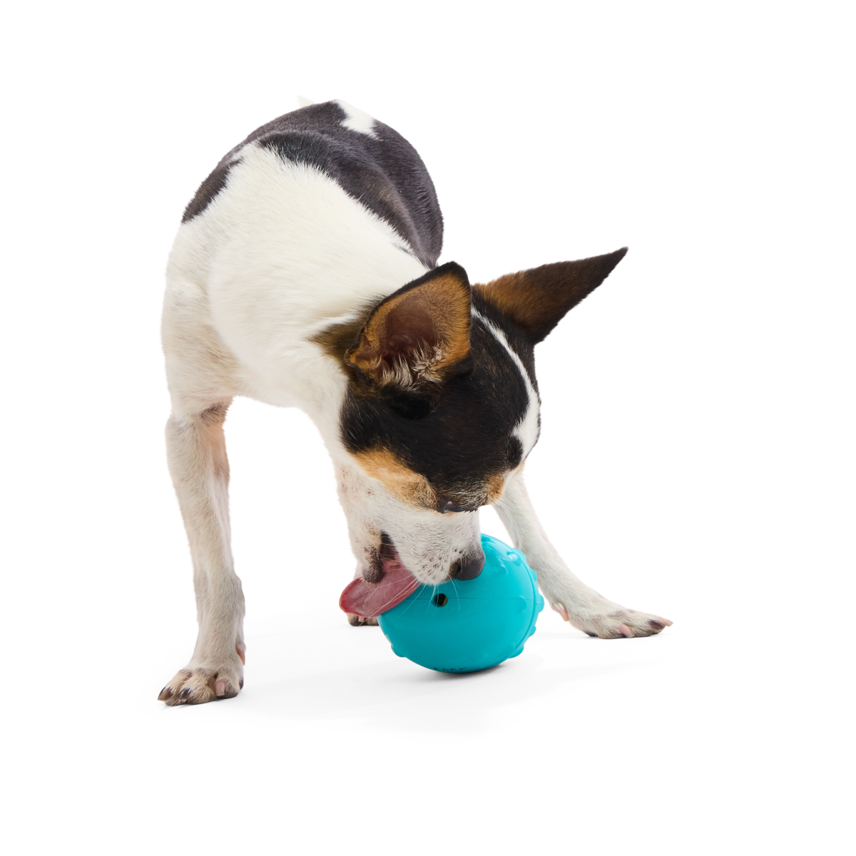 Licksters Shopmy