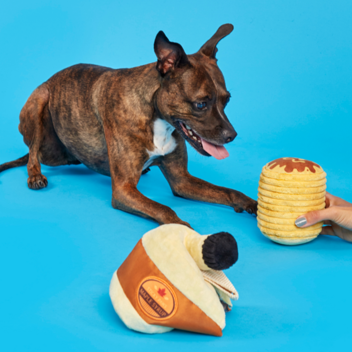 Sticky Paws Maple Syrup