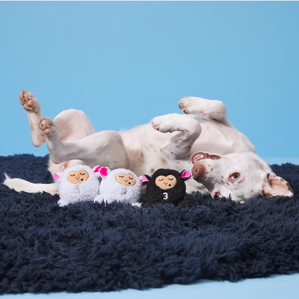 Baa Baa Bark Sheep Plush Multi-Part + Fetch Dog Toy