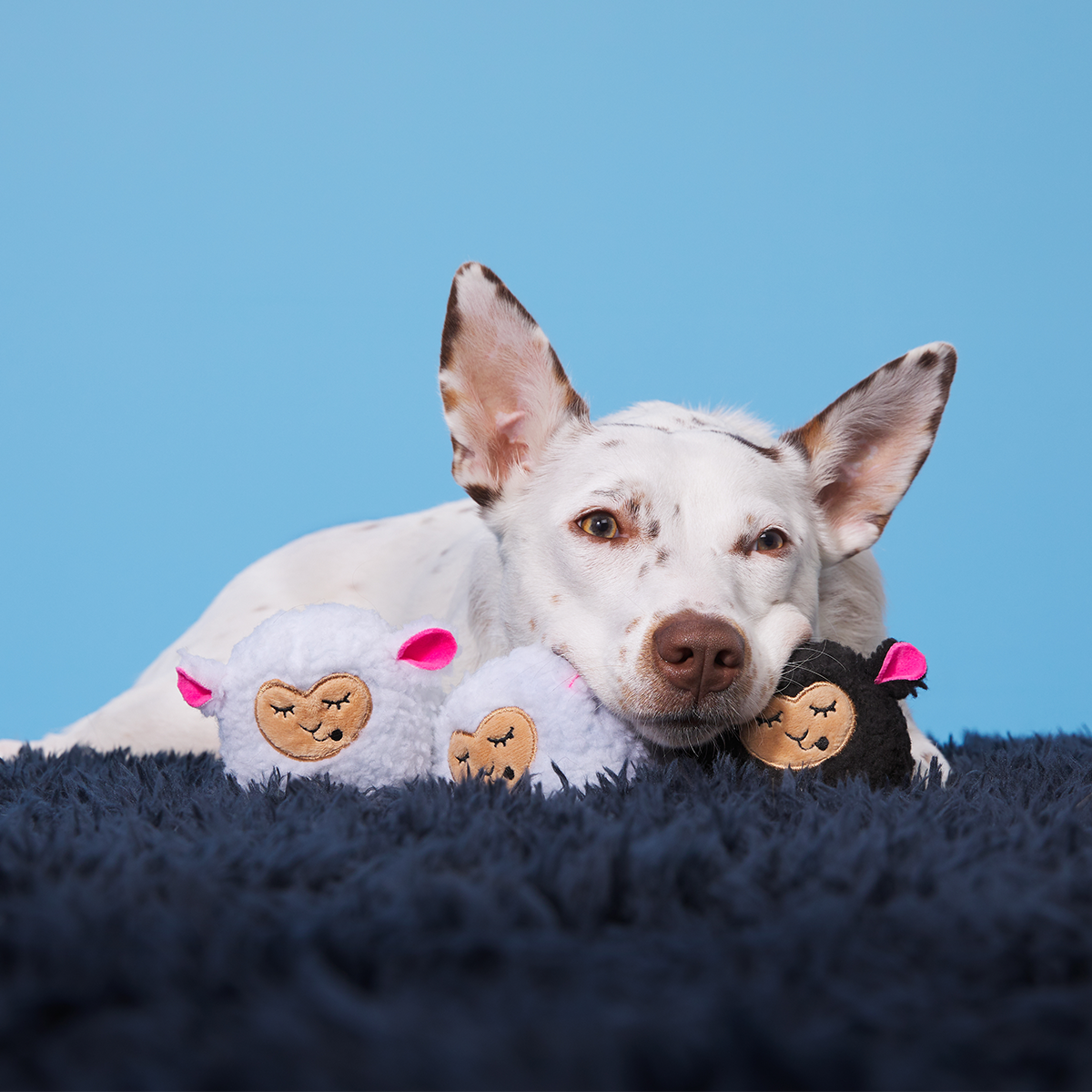Baa Baa Bark Sheep Plush Multi-Part + Fetch Dog Toy
