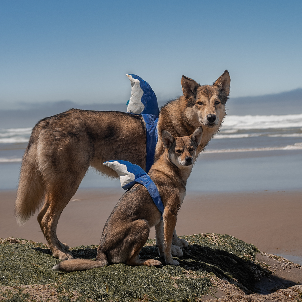 Bark Fin Plush Tug + Wearable Dog Toy
