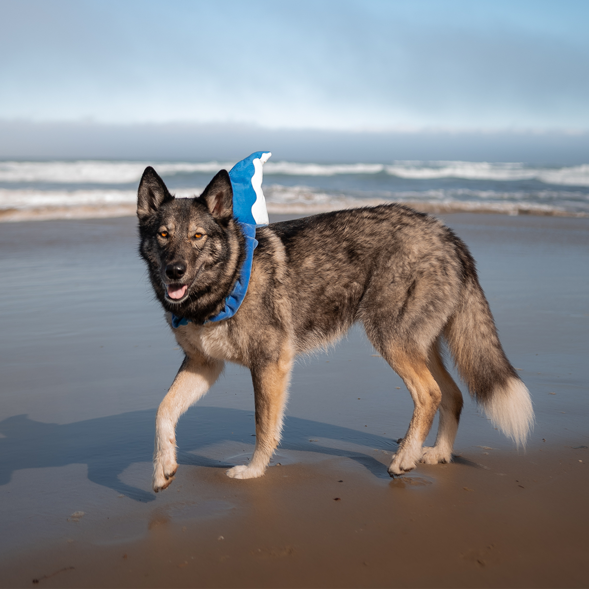Bark Fin Plush Tug + Wearable Dog Toy