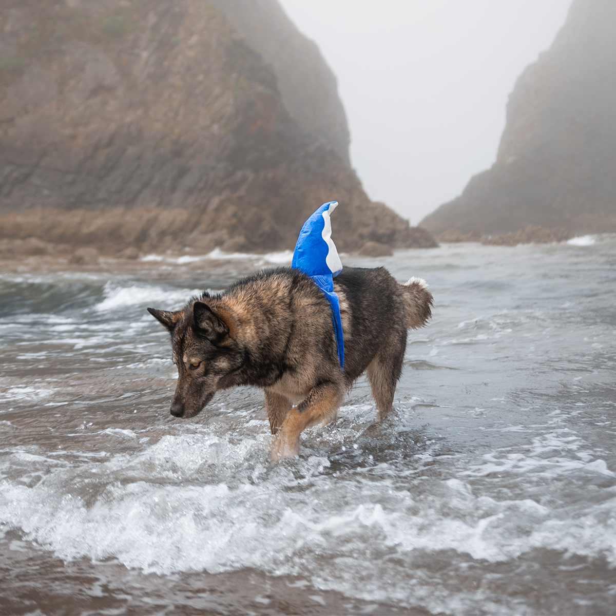 Bark Fin Plush Tug + Wearable Dog Toy