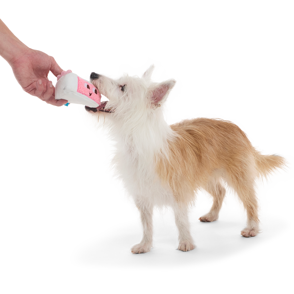 Birthday Kate Plush Tug Dog Toy