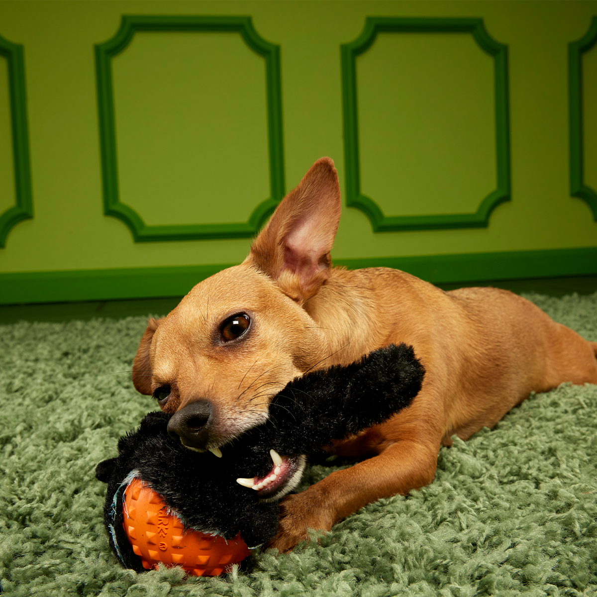 Black Alley Cat Super Chewer Durable 2-in-1 + Tug + Fetch Dog Toy