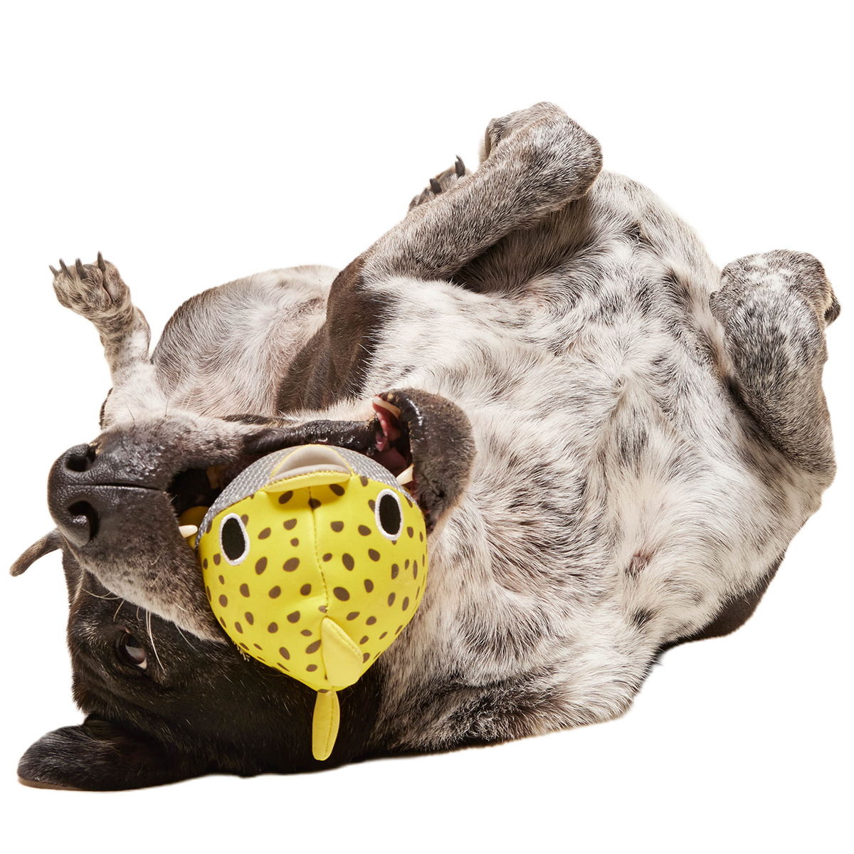 Blowfetch Super Chewer Durable 2-in-1 Fetch Dog Toy