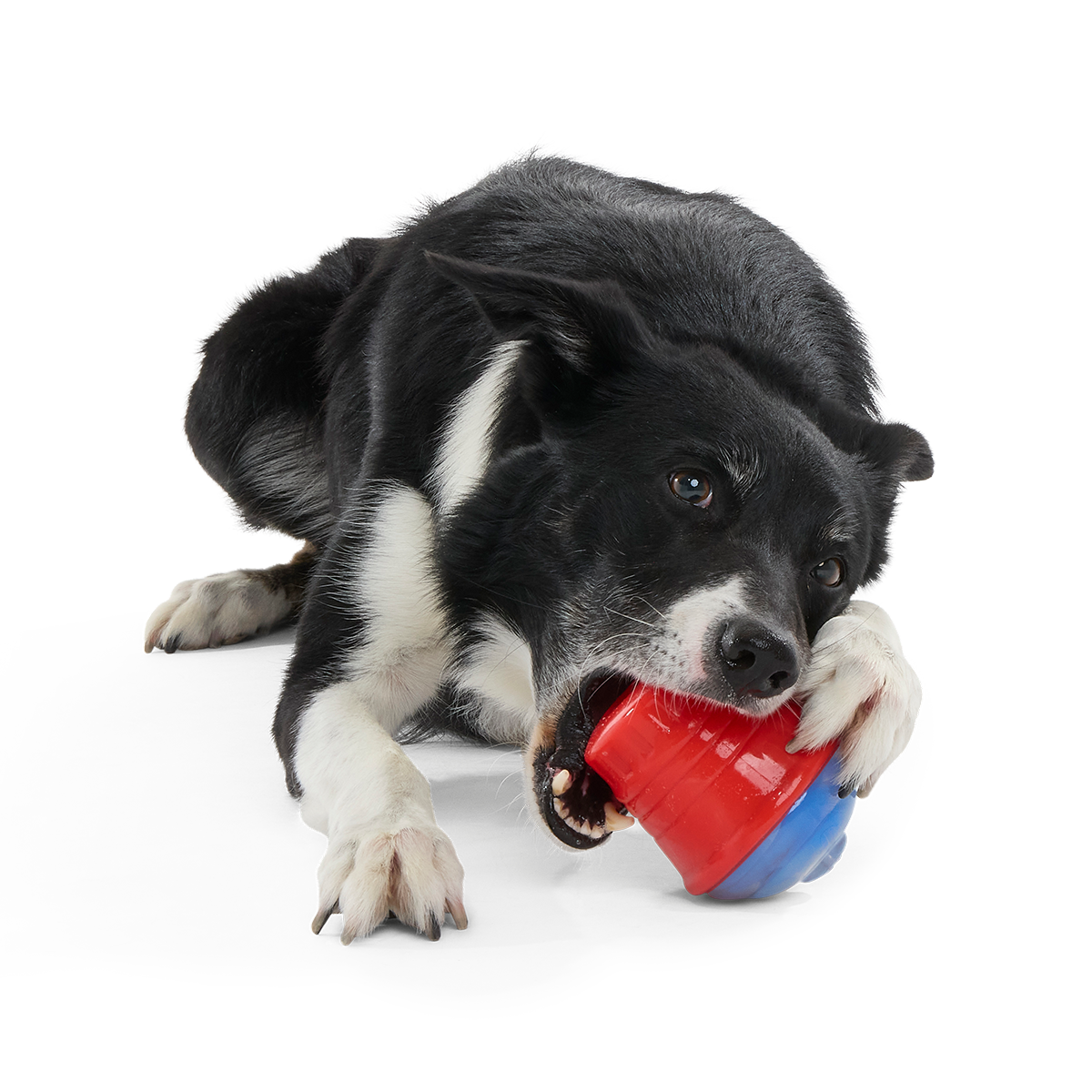 Blue Ruffberry Puppy Slushie Super Chewer Durable Engagement Dog Toy
