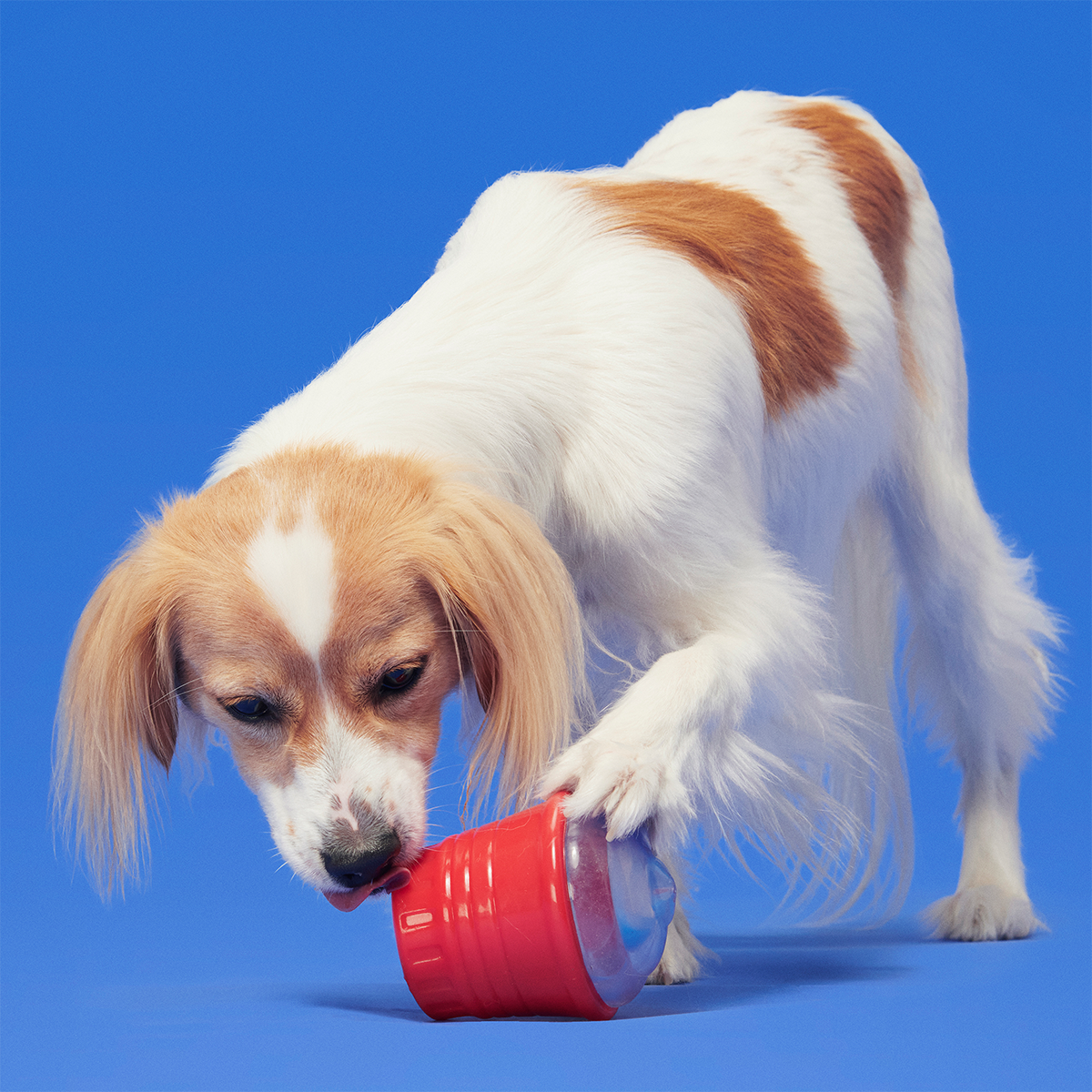 Blue Ruffberry Puppy Slushie Super Chewer Durable Engagement Dog Toy