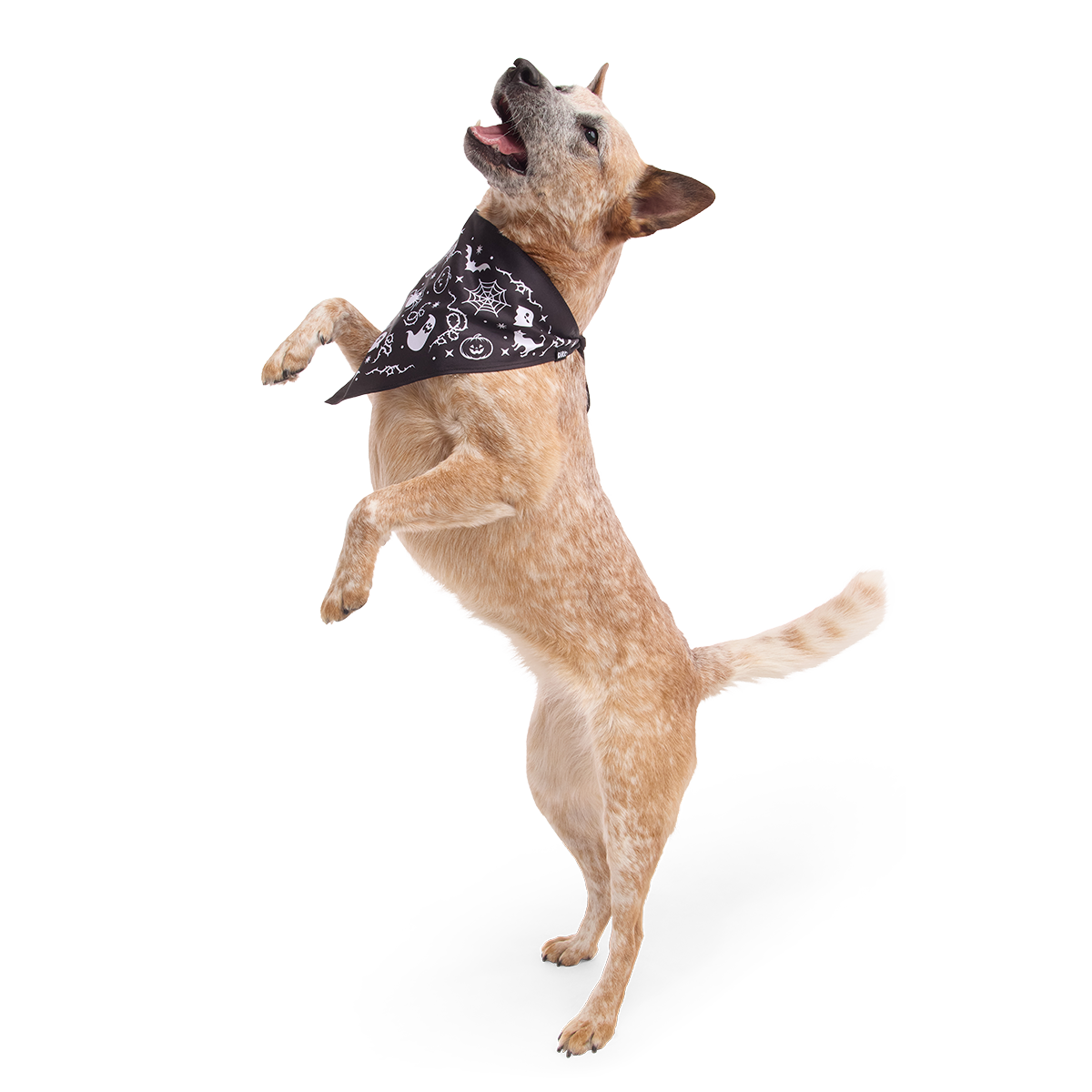 Boo Dog Bandana